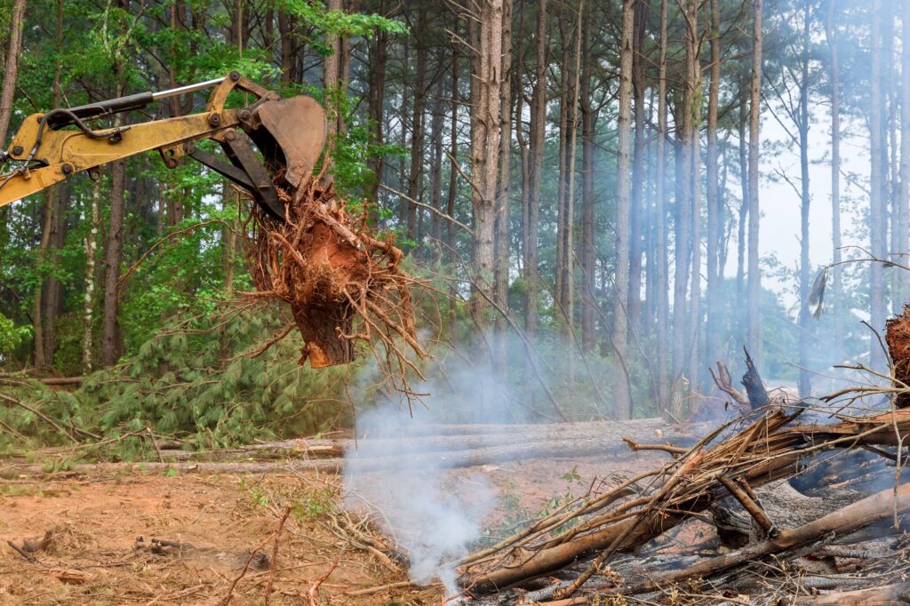 Preparing land for construction of uprooted tree from the ground on the stumps tree removal